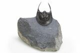 Enrolled Scotoharpes Trilobite - Boudib, Morocco #312732-3